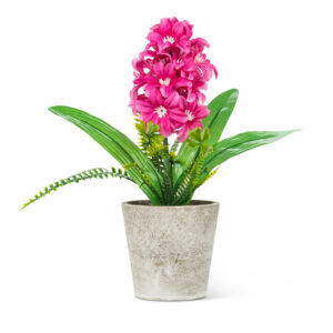 Pink Hyacinth in Pot