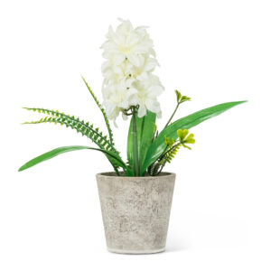 White Hyacinth in Pot