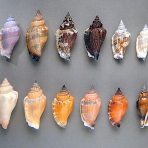 Small Urceus  loose Shell