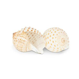 Speckled shell approx 2"-3"