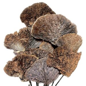 Sponge Mushroom Stems Natural Small