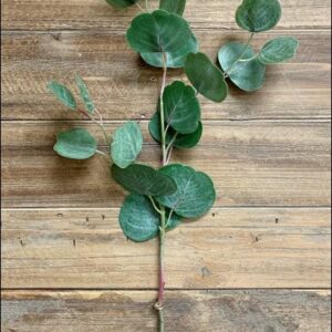 SILVER DOLLAR EUCALYPTUS SPRAY  FRESH TOUCH