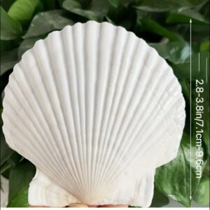 Scallop shells 2-3 in small