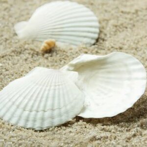 White scallop shells 3-4"  set of 2