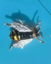 Bee Brooch Retro