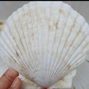 Scallop Seashells natural
