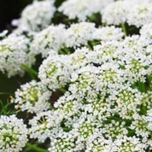 Carrot Seed Essential Oil (Steam Distilled)