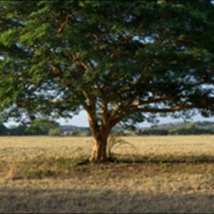 Copaiba Essential Oil