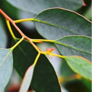 Eucalyptus Organic Essential Oil (Globulus)