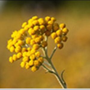 Helichrysum Essential Oil (Slovenia)