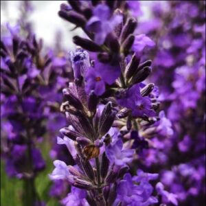 Lavender Essential Oil
