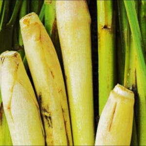 Lemongrass Essential Oil