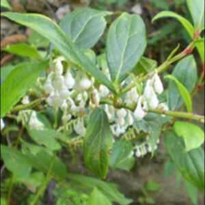 Wintergreen Organic Essential Oil (Nepal)