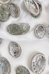 Natural abalone shells mini   6/pack