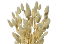 Bunny tails white ( approx 30 stems)