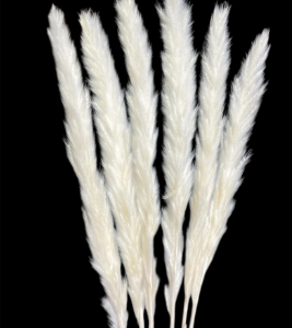 Pampas Grass mini off white ( approx 12 stems)
