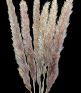 Pampas Grass mini natural( approx 30stems)