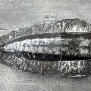 Orthocera Matrix Fossil