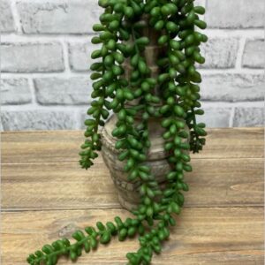 Jelly Bean succulent 18" Fresh Touch hanging