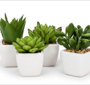 Succulents in WHT TAPERED 4" POT