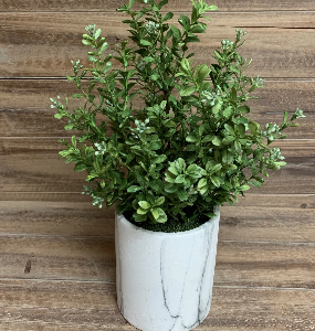 14 in boxwood bush potted
